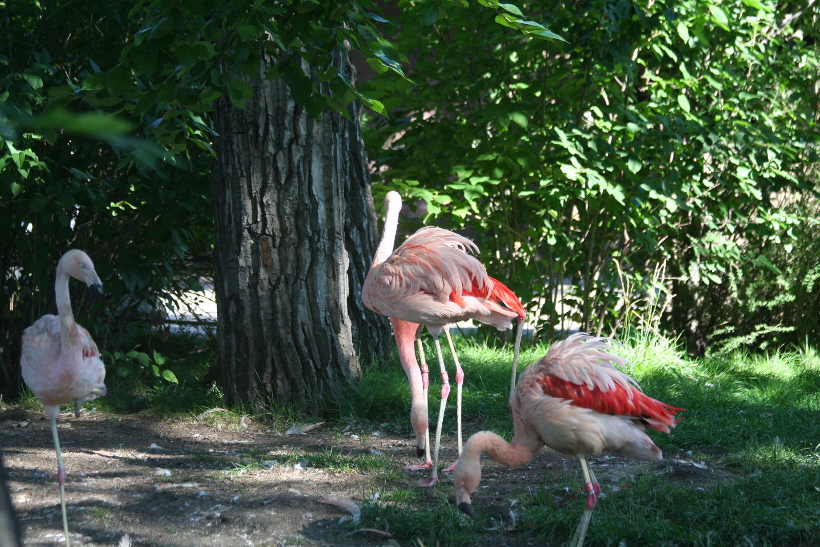 Chilean Flamingos