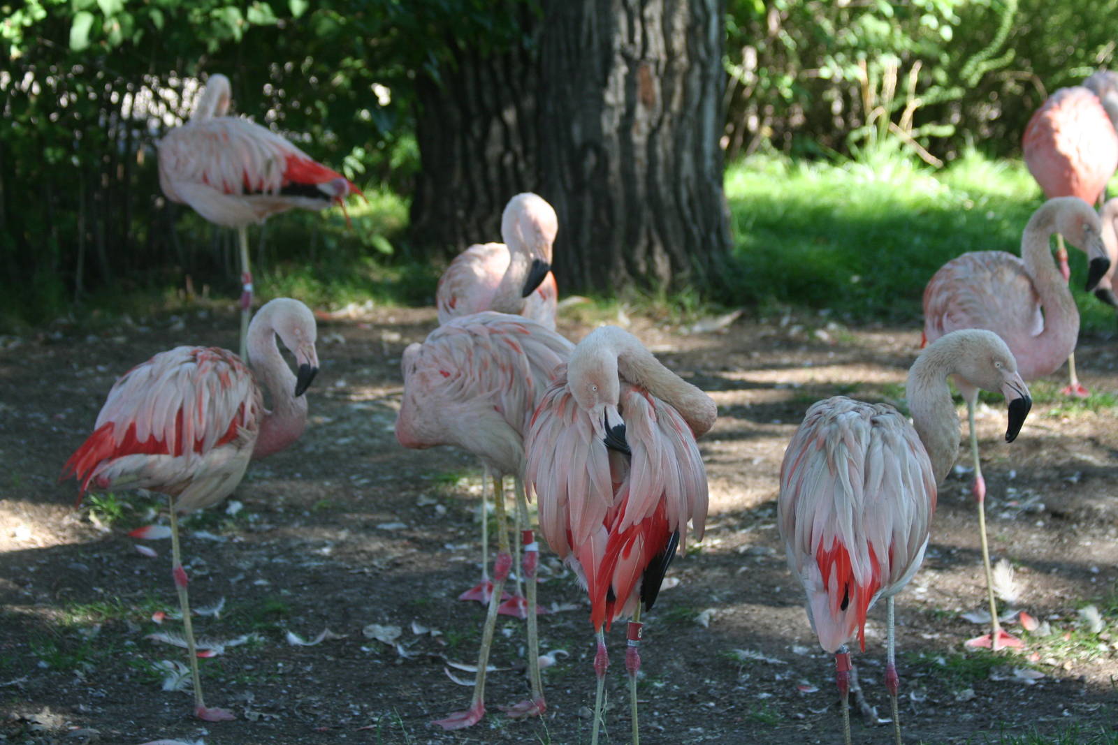 Chilean Flamingos