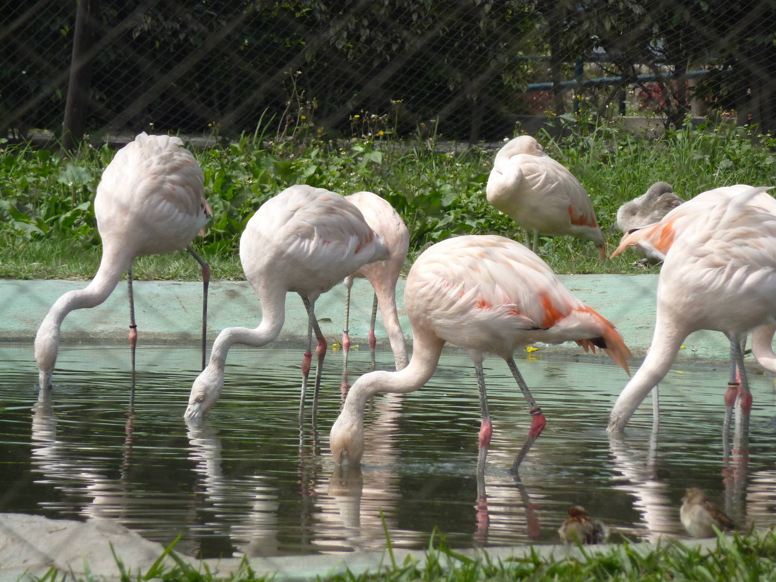 Chilean Flamingos