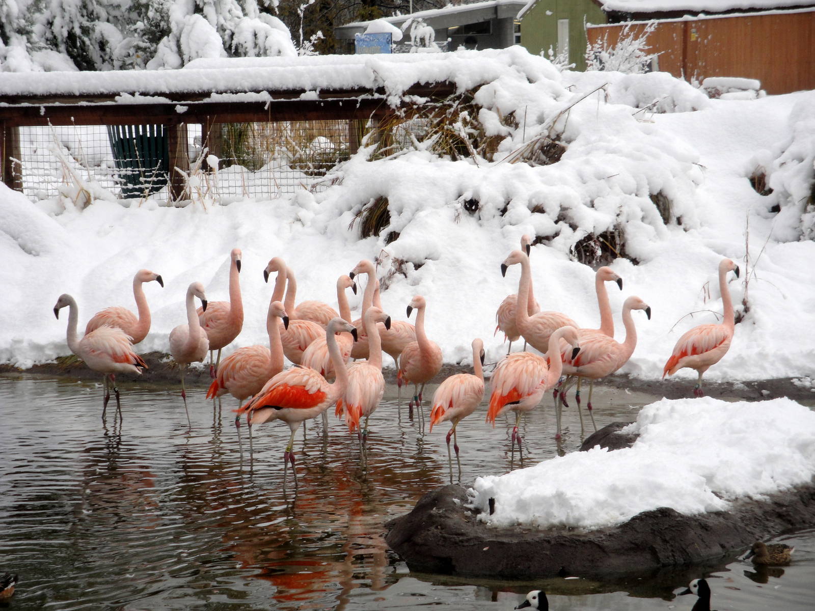 Chilean Flamingos