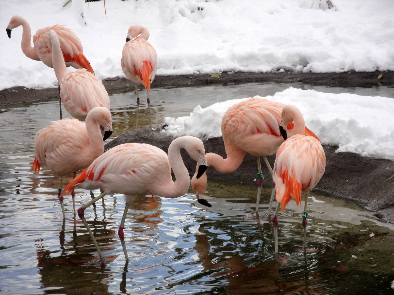 Chilean Flamingos
