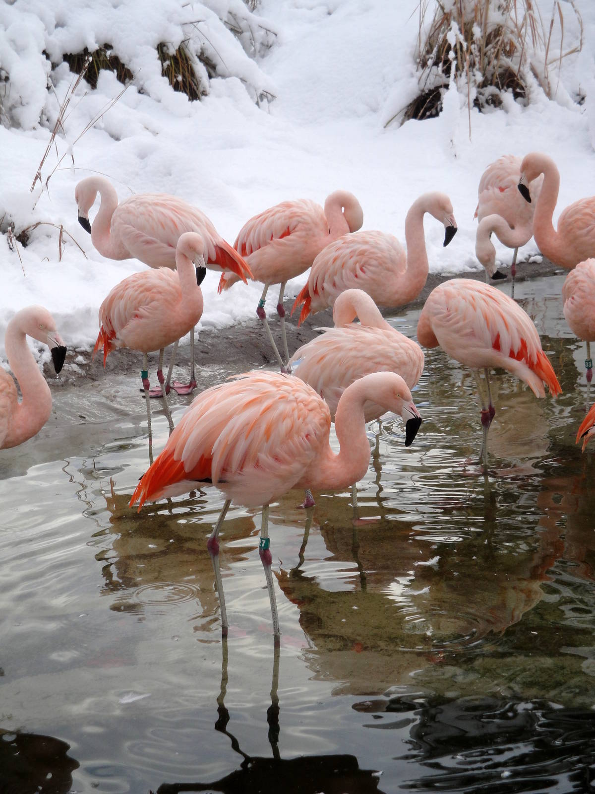 Chilean Flamingos