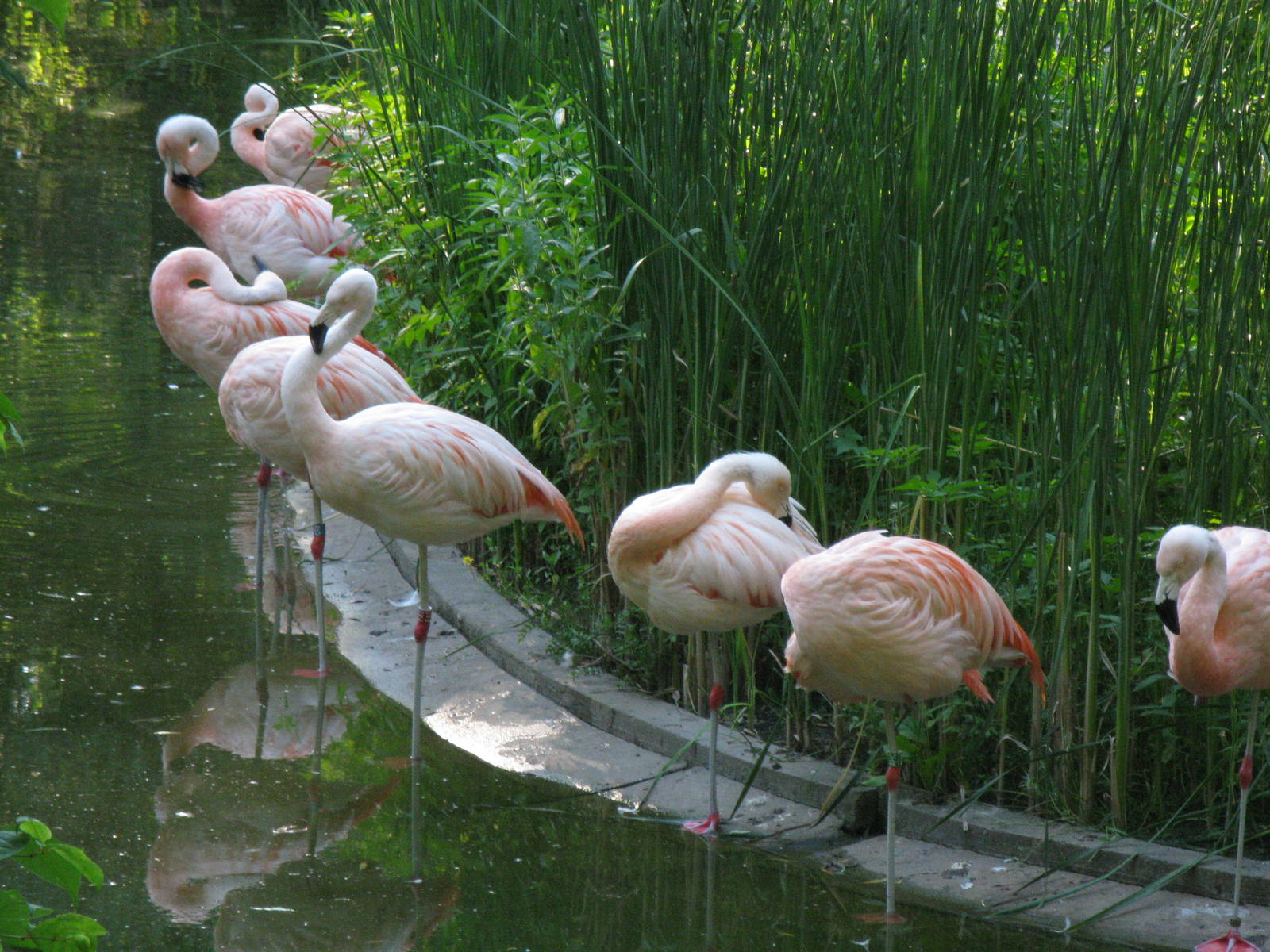 Chilean flamingo's