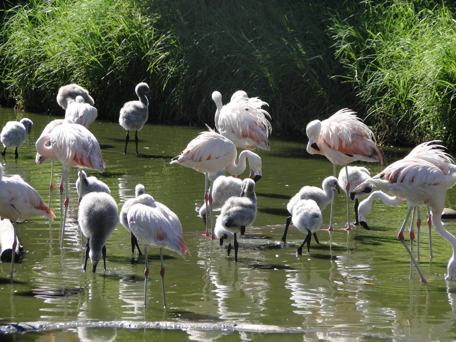 Chilean Flamingos