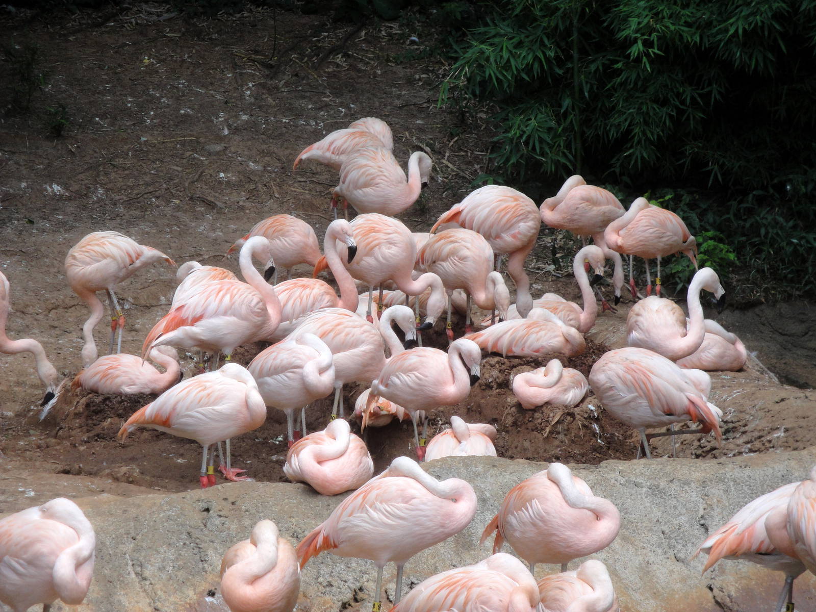 Chilean Flamingos