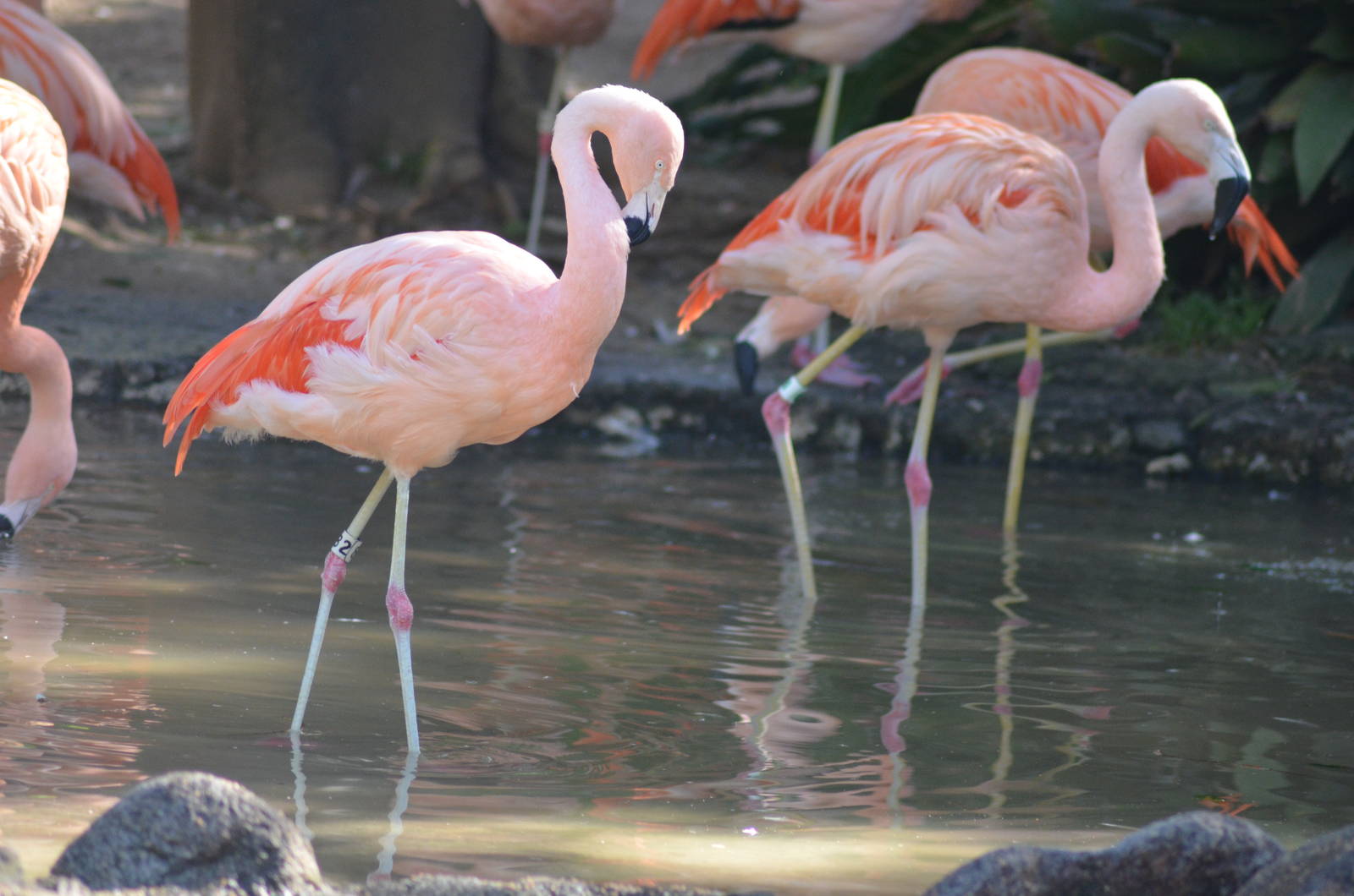 Chilean Flamingos