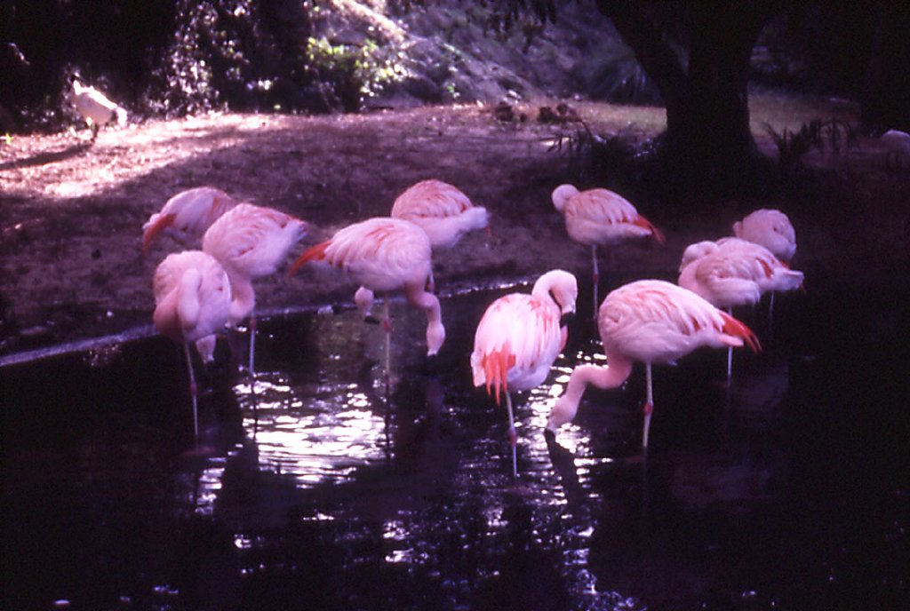 Chilean Flamingos
