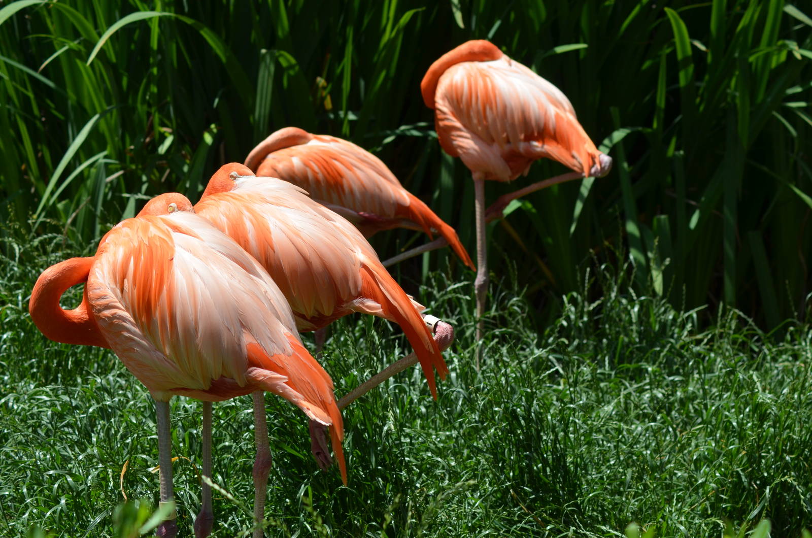 Chilean Flamingos