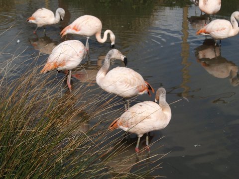 chilean flamingos