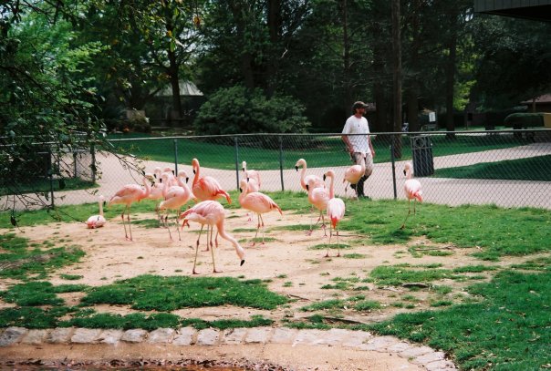 Chilean Flamingos