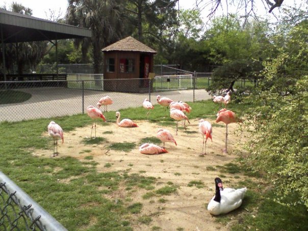 Chilean Flamingos