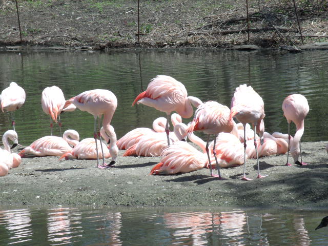 Chilean Flamingos
