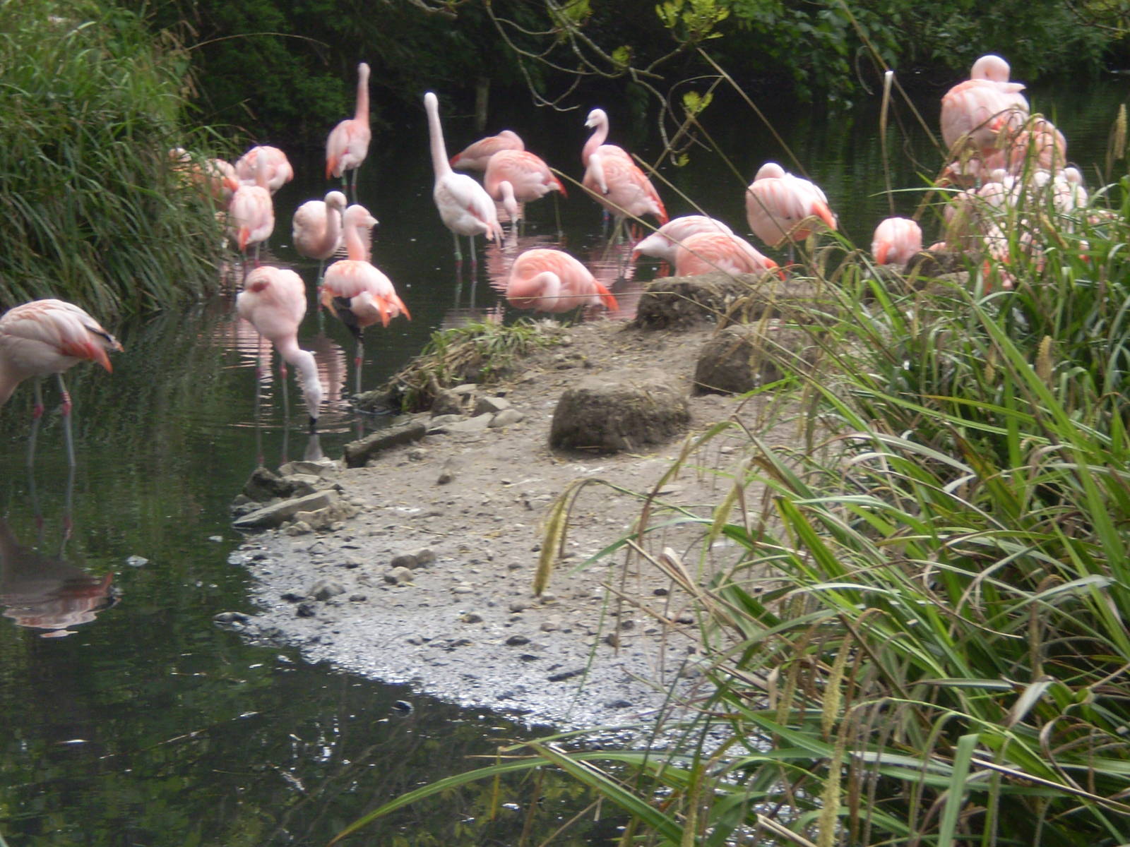 Chilean Flamingos