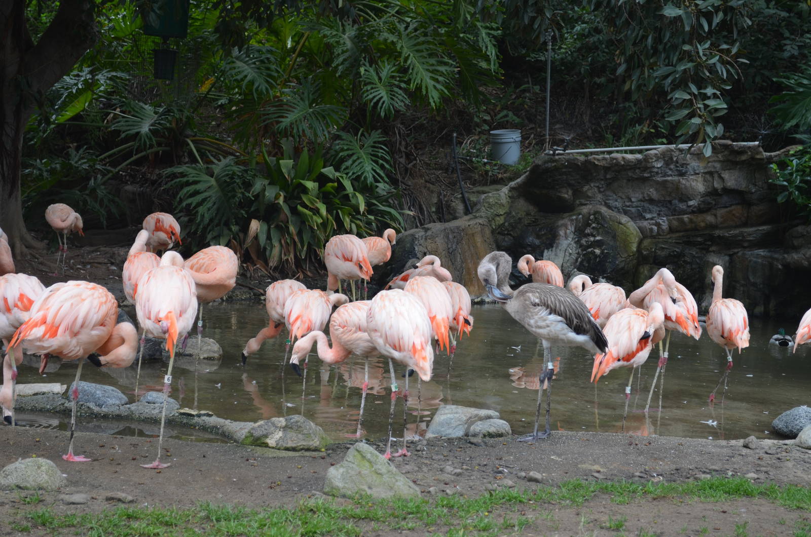 Chilean Flamingos