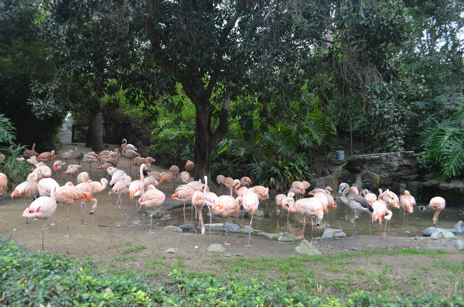 Chilean Flamingos