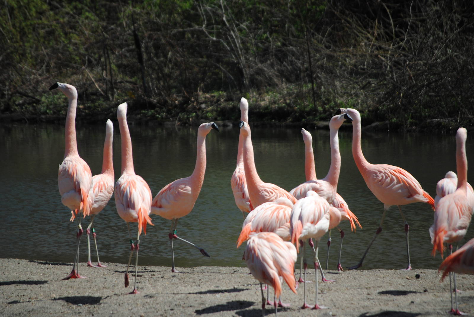 Chilean Flamingos