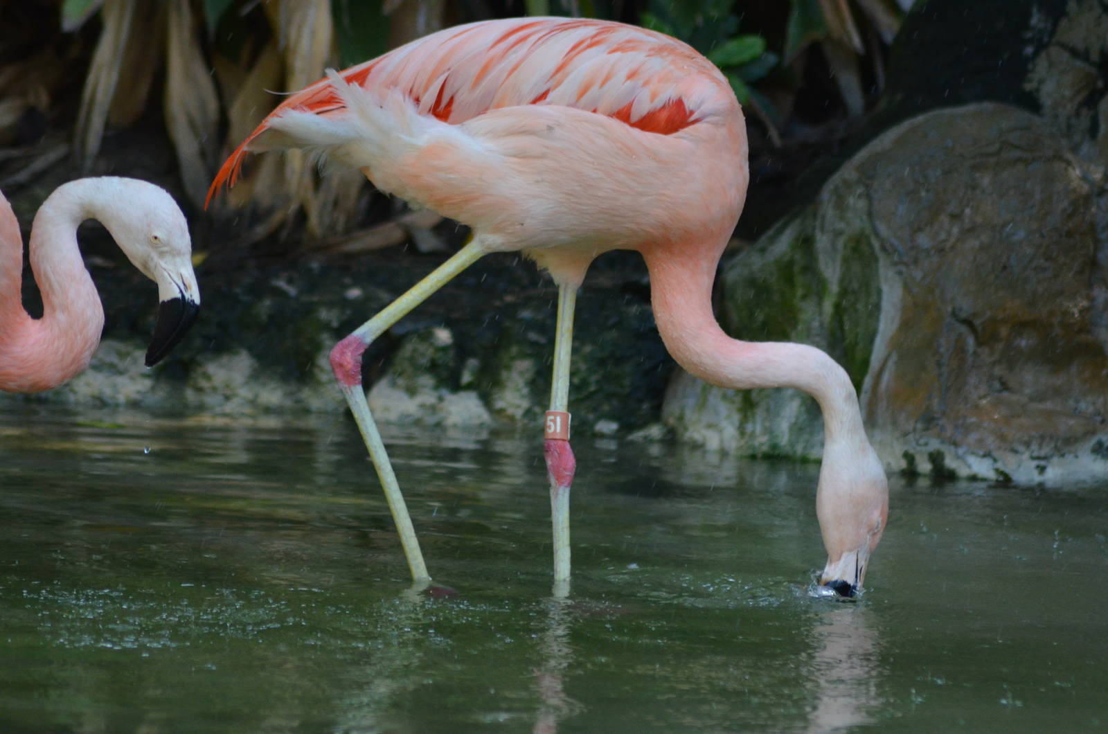 Chilean Flamingos