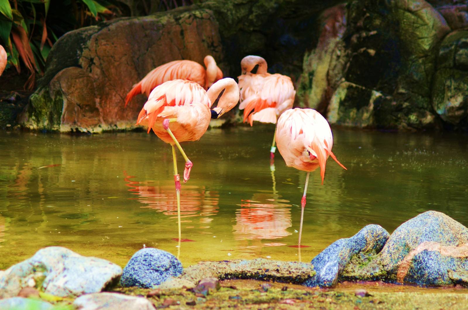 Chilean Flamingos