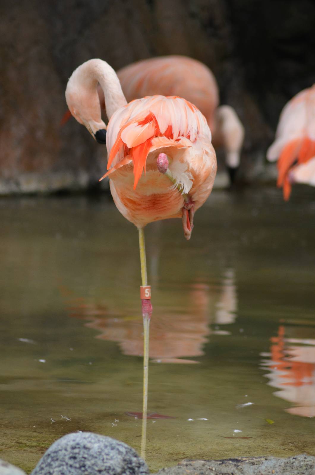 Chilean Flamingos