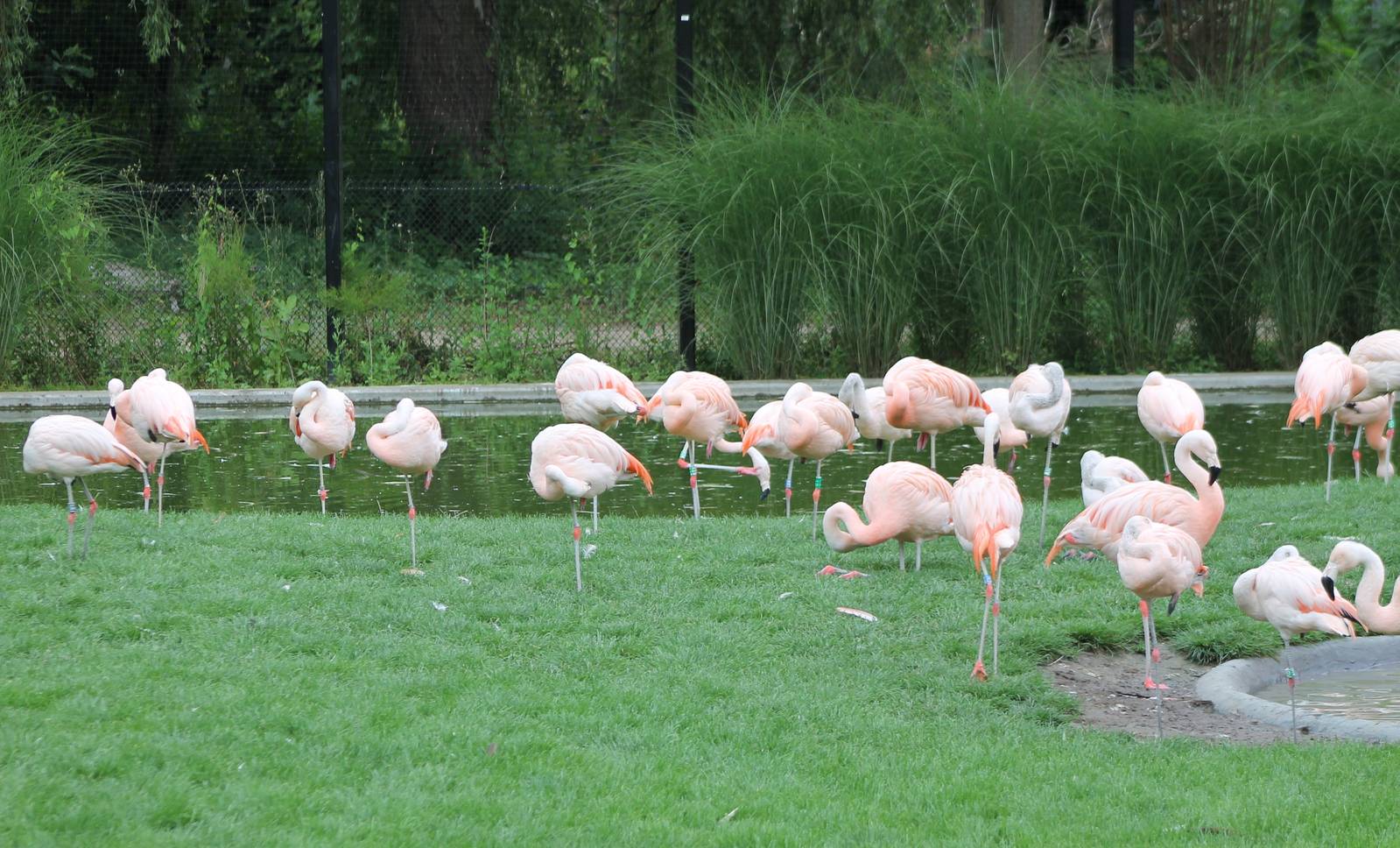 Chilean flamingos