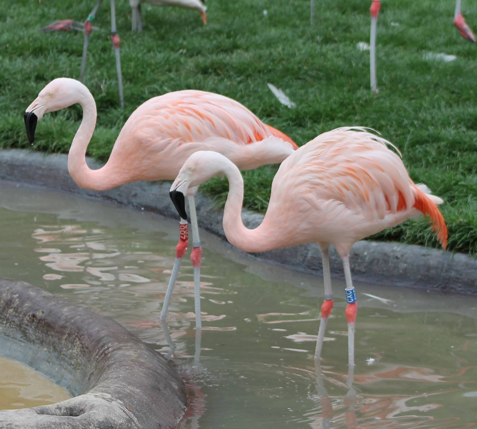 Chilean flamingos