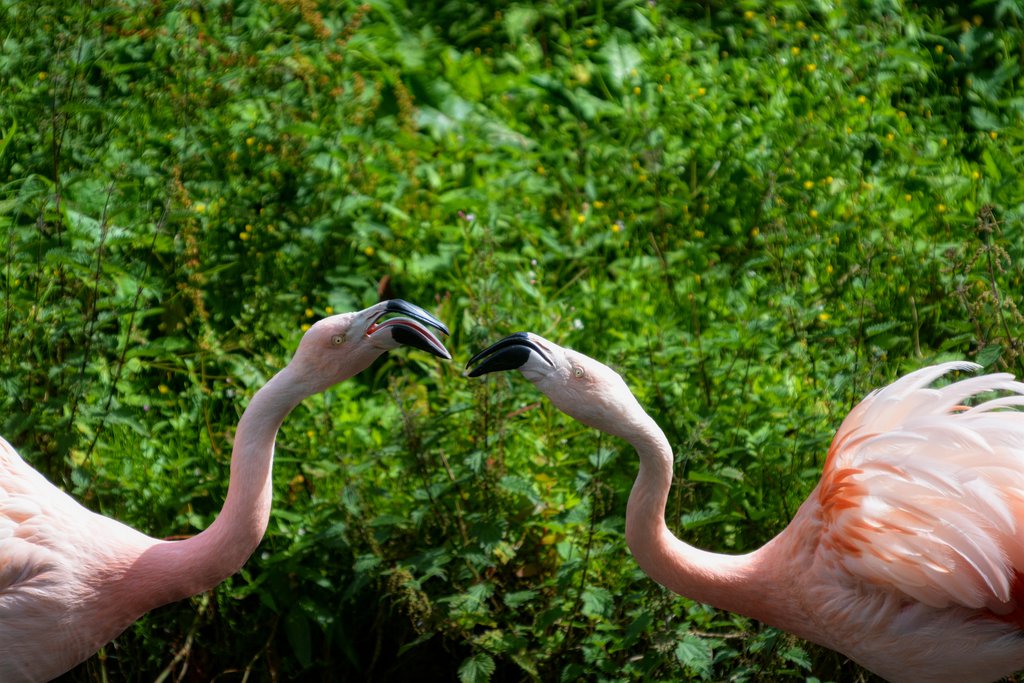 Chilean Flamingo's