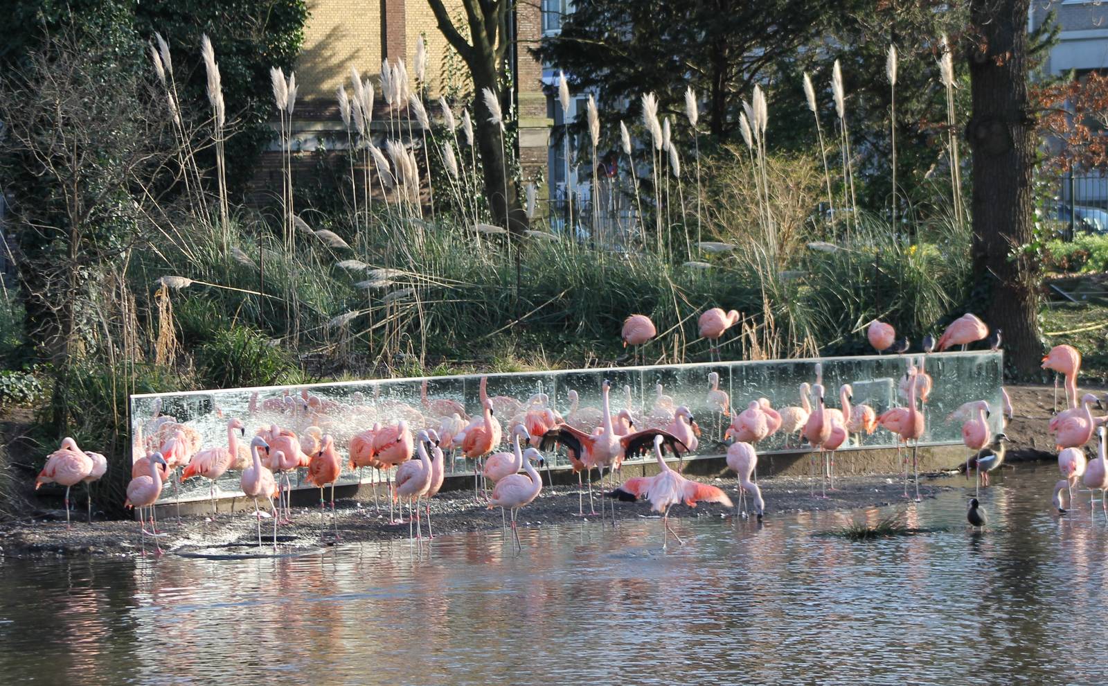 Chilean flamingos