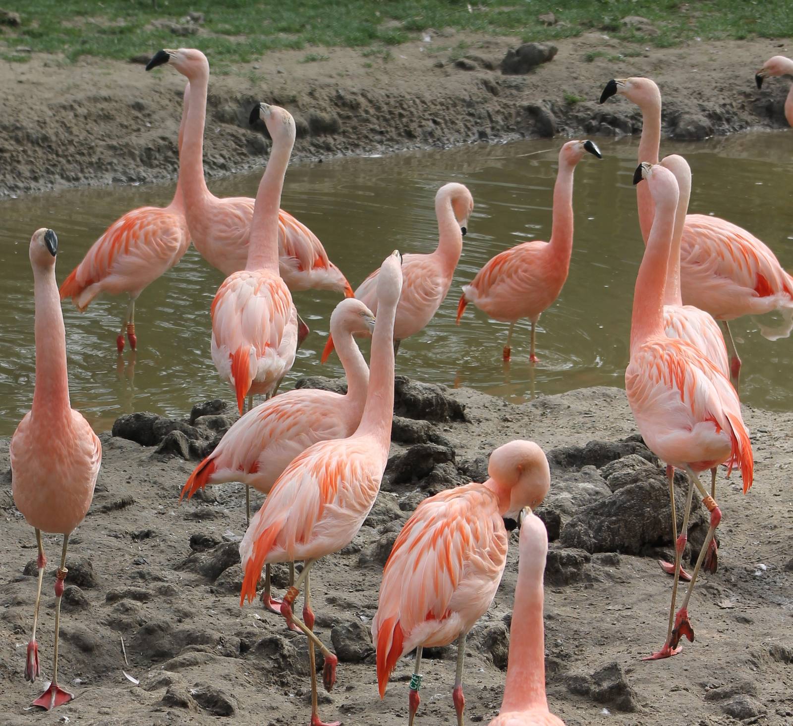 Chilean flamingos