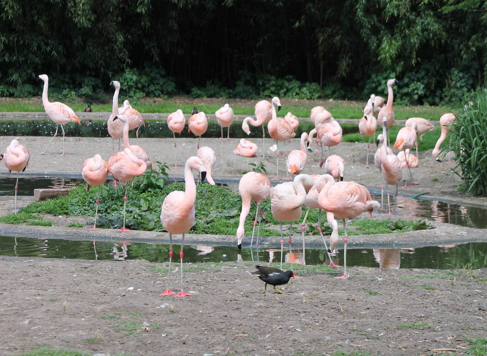 Chilean flamingos