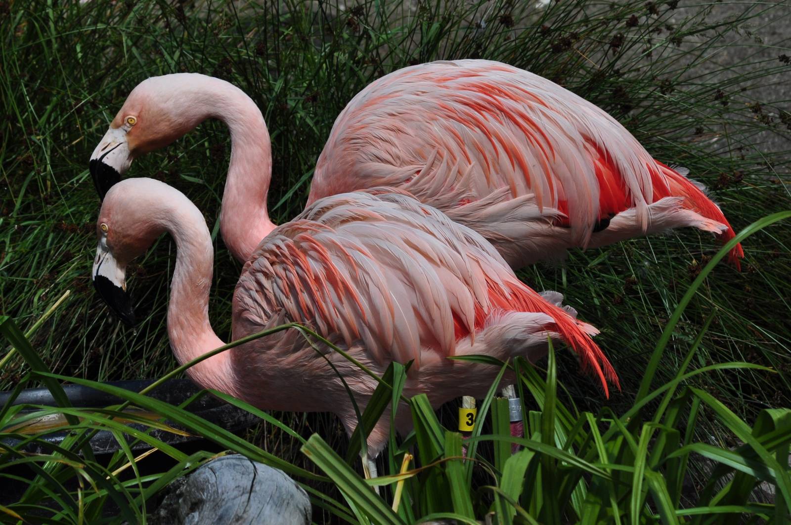 Chilean Flamingos