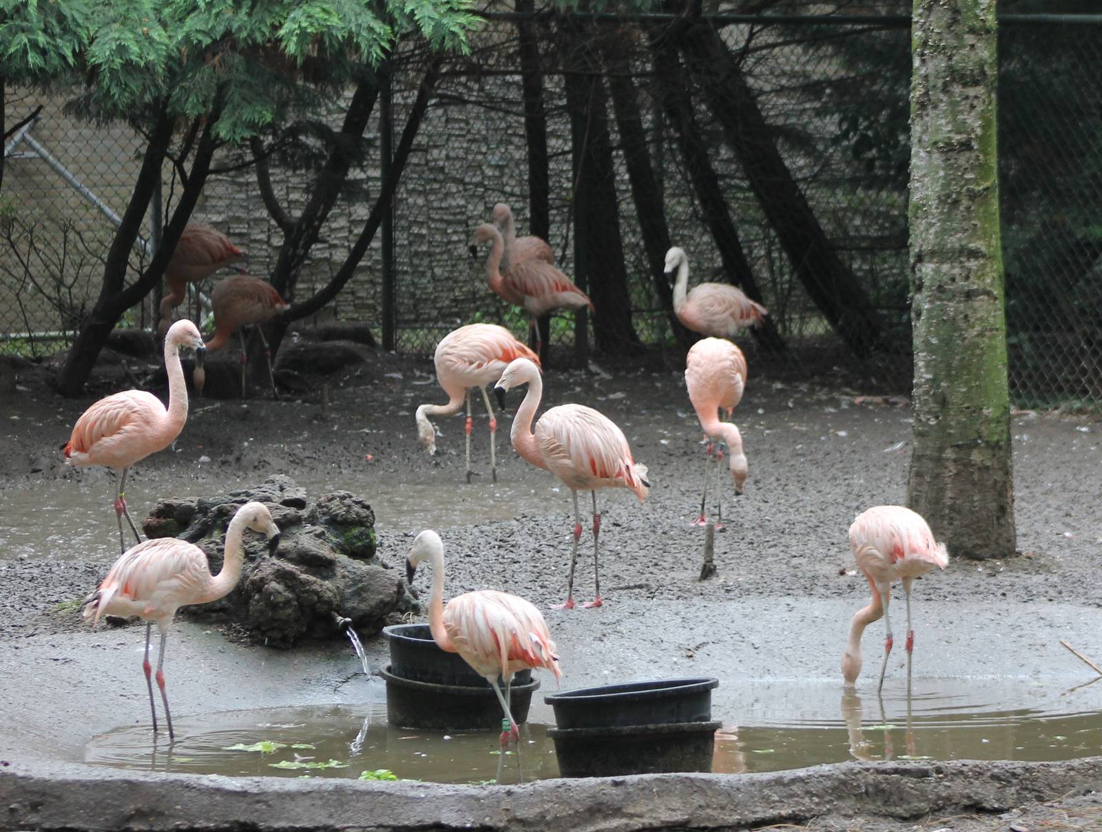 Chilean flamingos