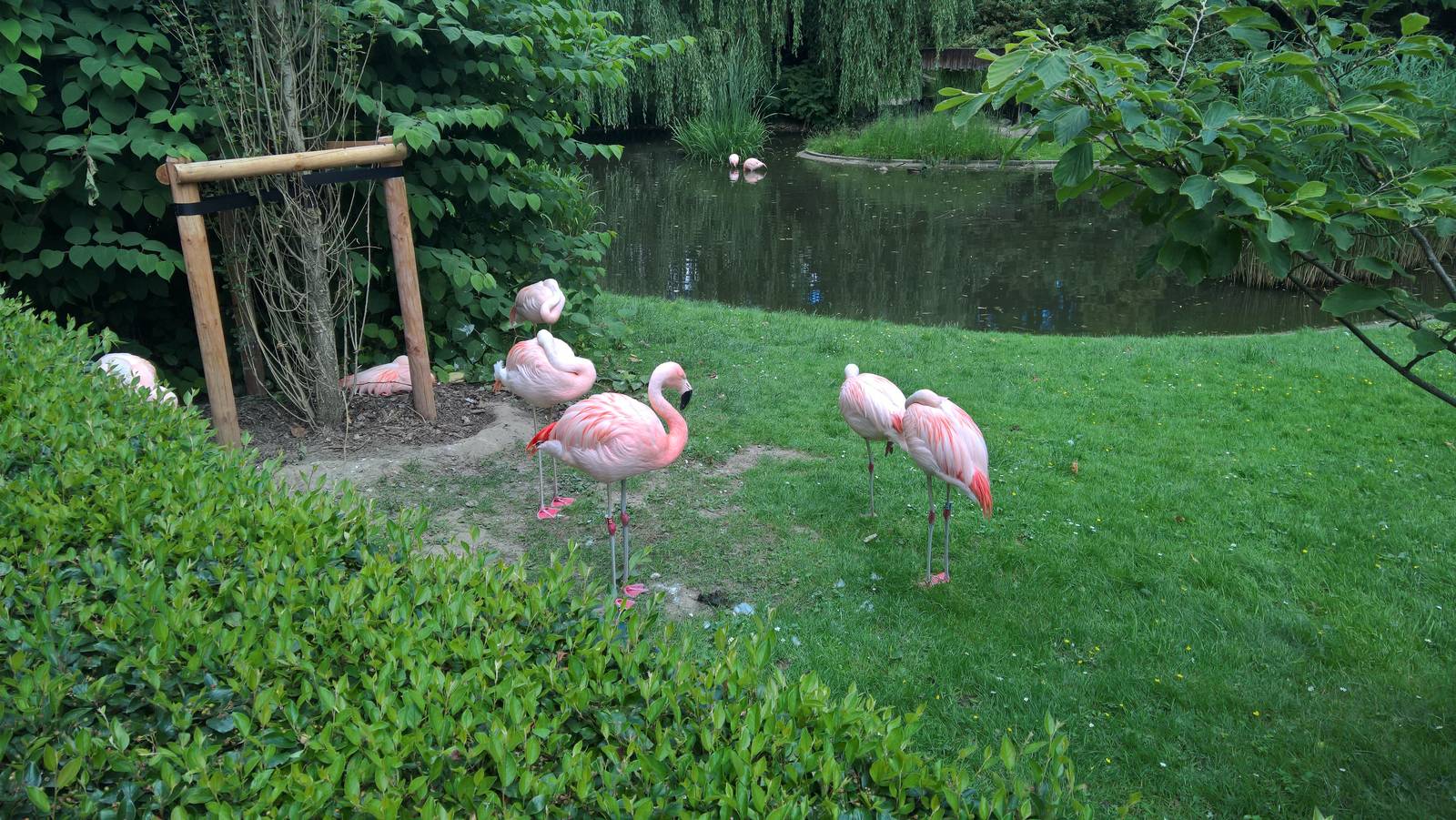 Chilean flamingos