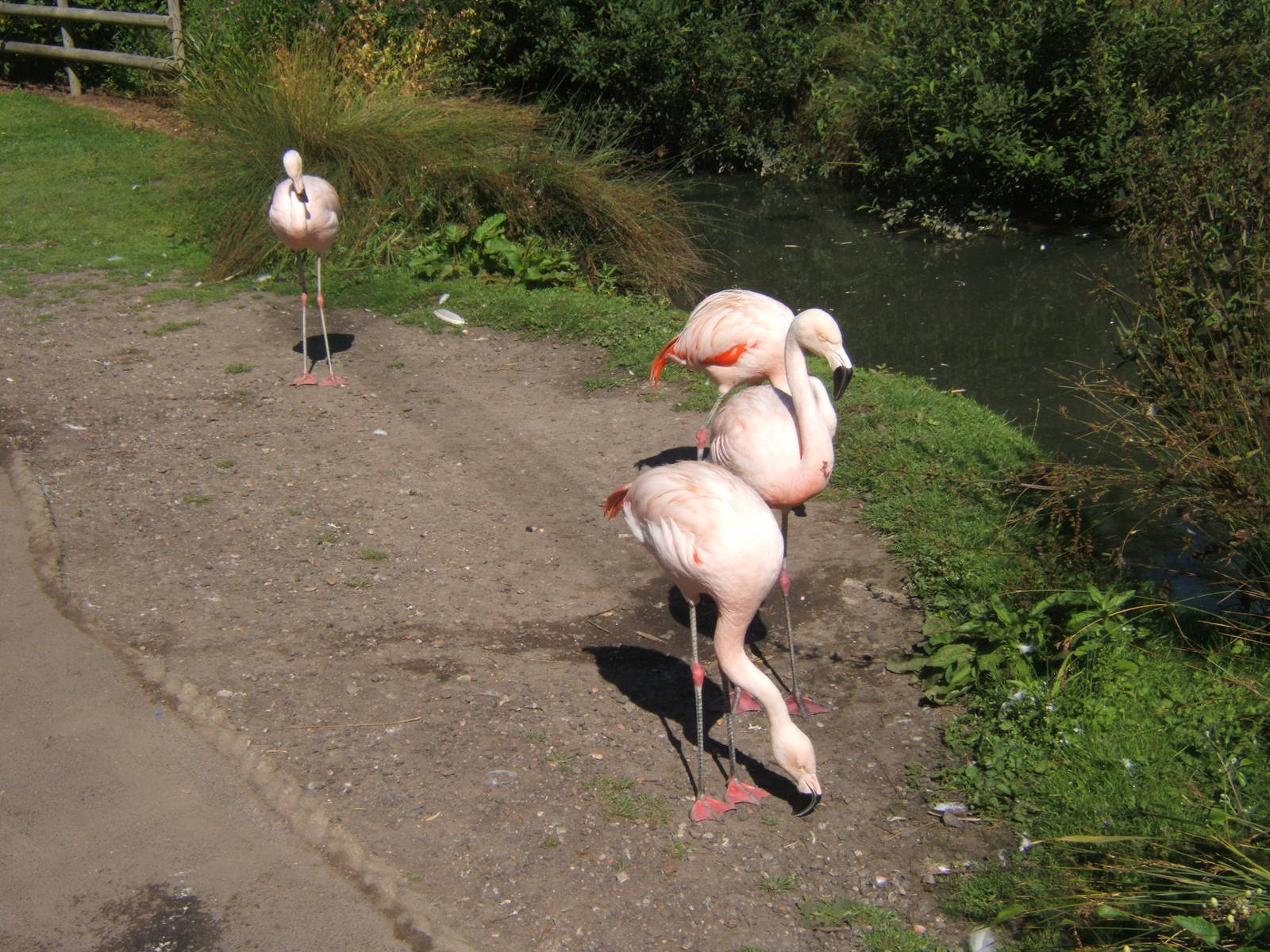 Chilean Flamingos