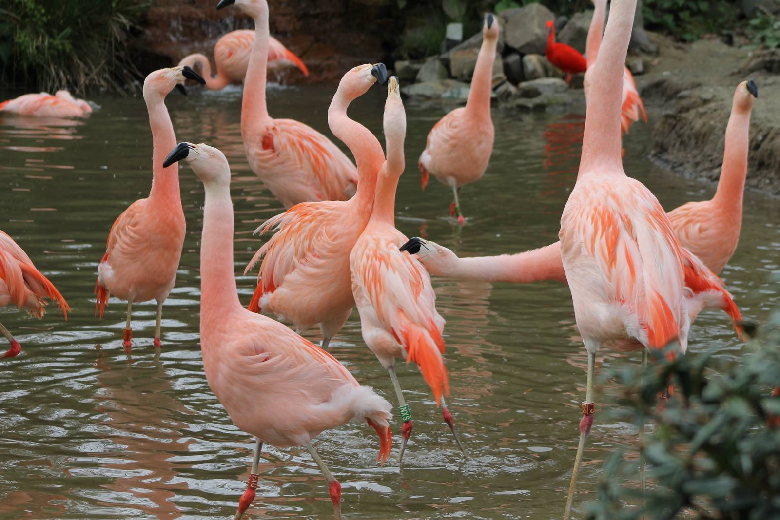 Chilean flamingos