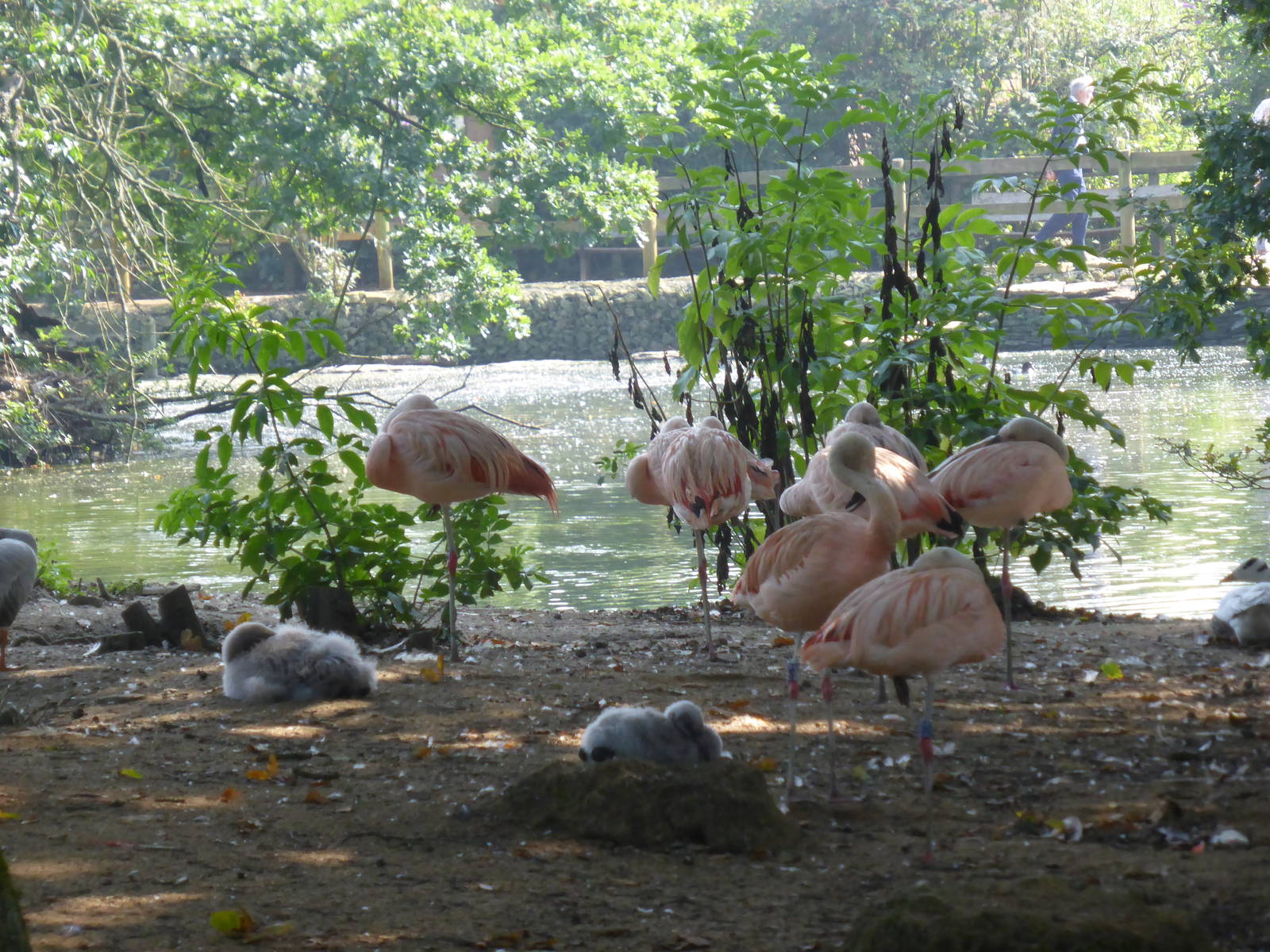 Chilean flamingos