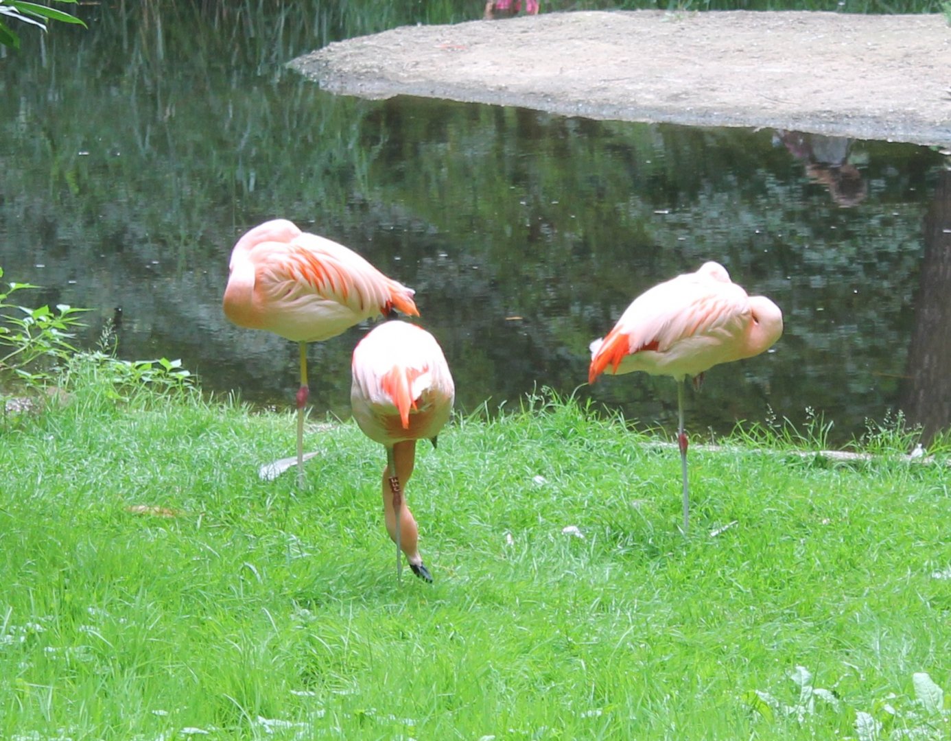 Chilean flamingos