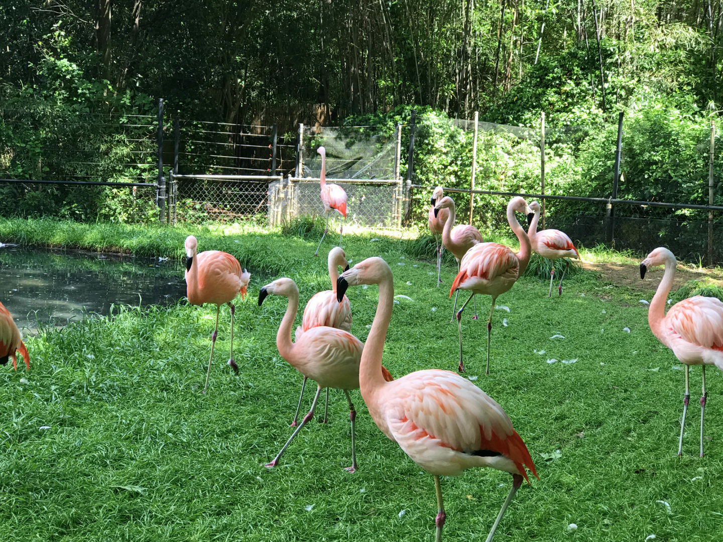Chilean Flamingos