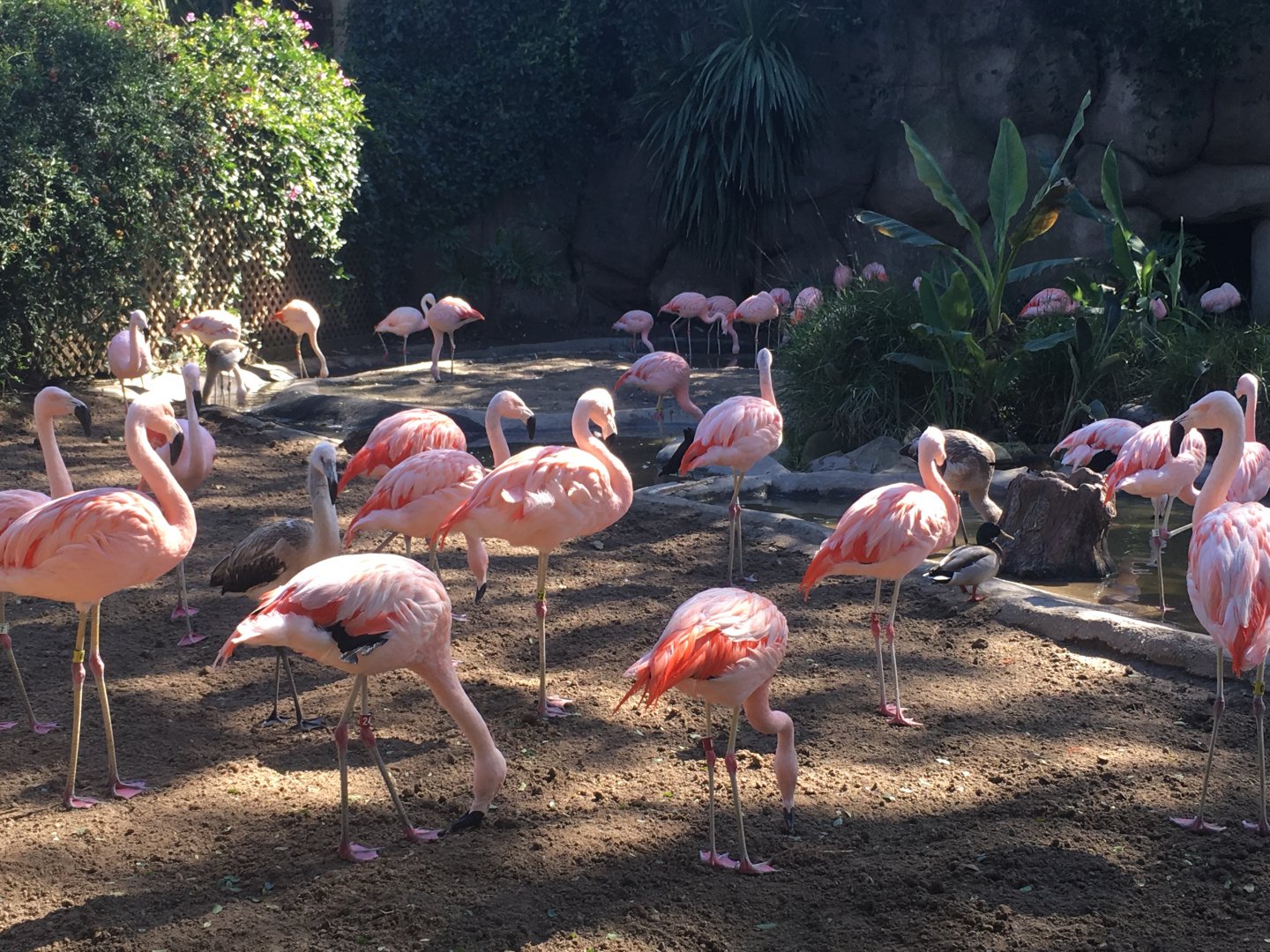 Chilean Flamingos
