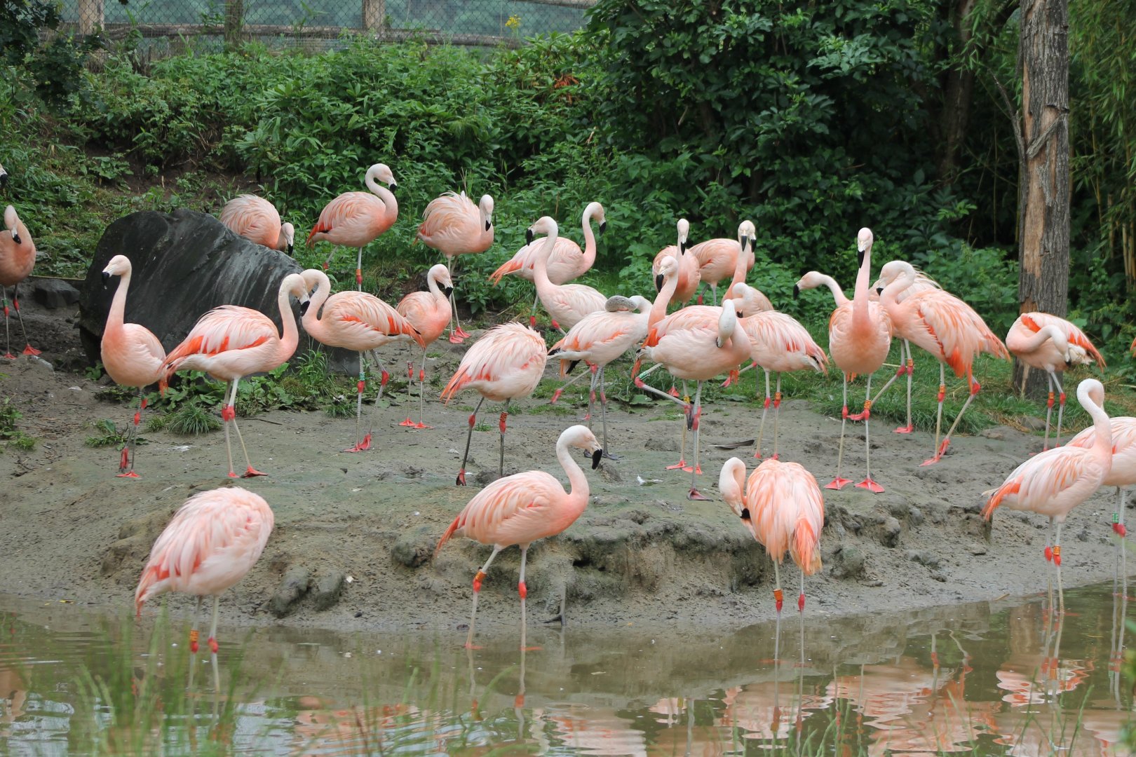 Chilean flamingos