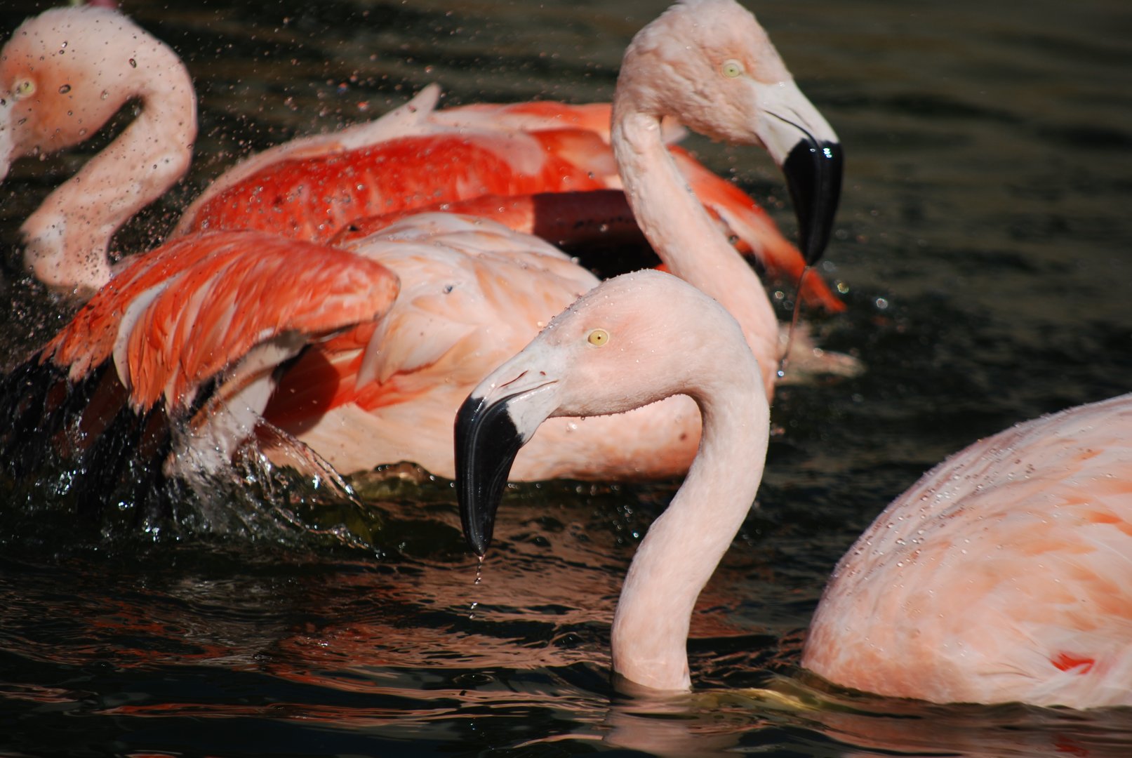 Chilean Flamingos