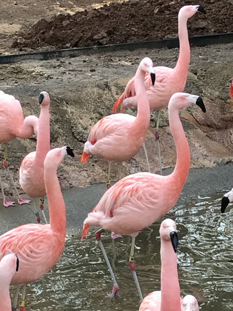 Chilean flamingos