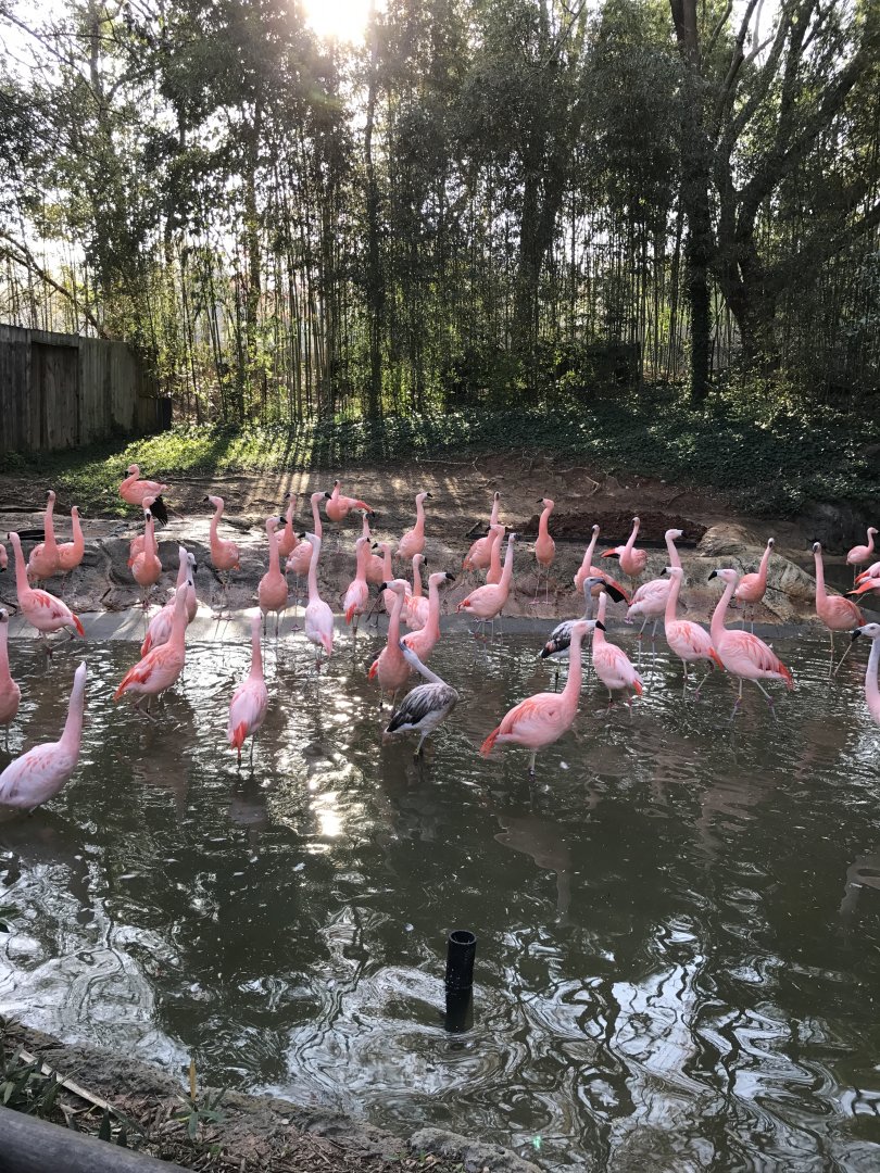 Chilean flamingos
