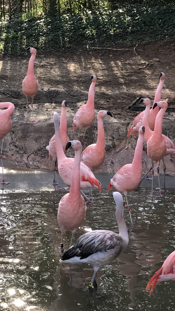 Chilean flamingos