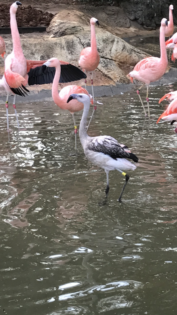 Chilean flamingos
