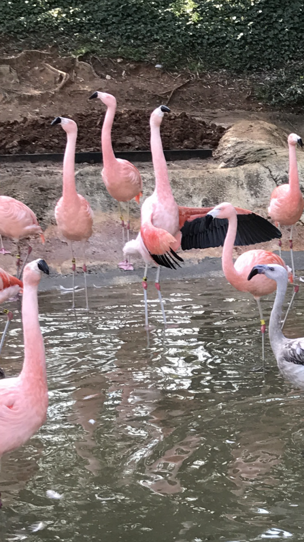 Chilean flamingos