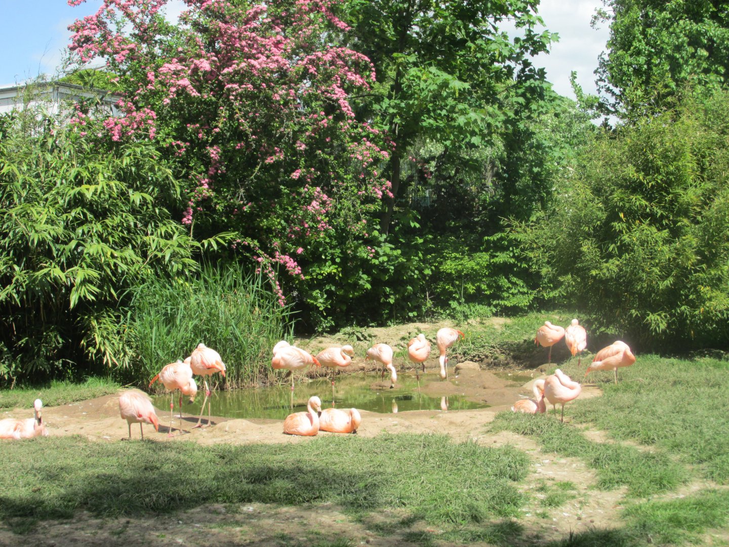 chilean flamingos
