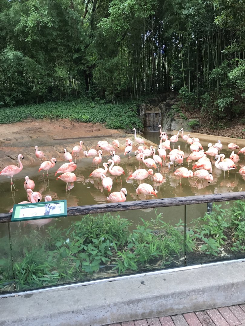 Chilean flamingos