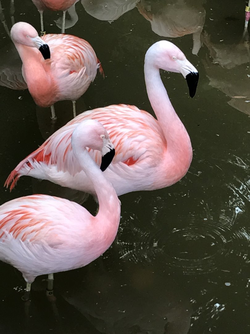 Chilean flamingos