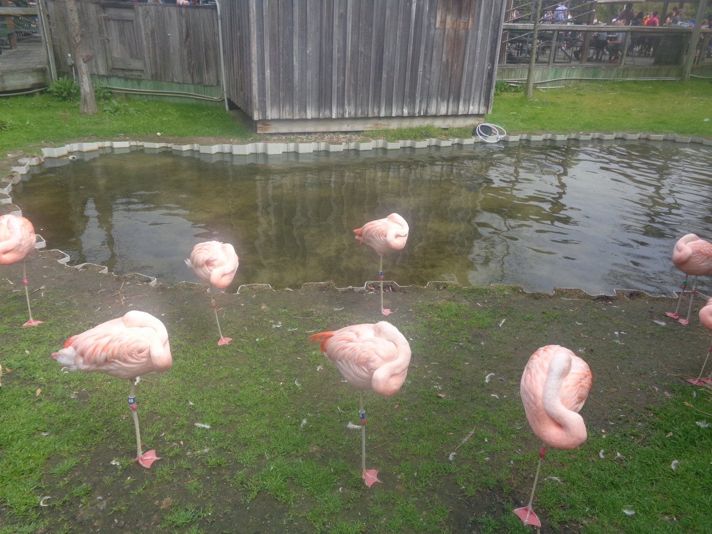 Chilean flamingos