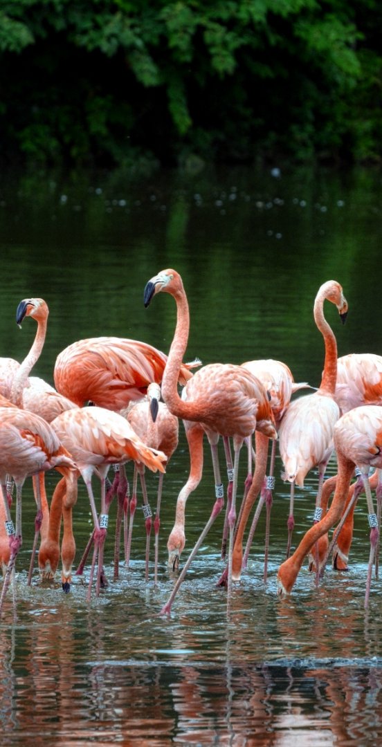 Chilean Flamingos